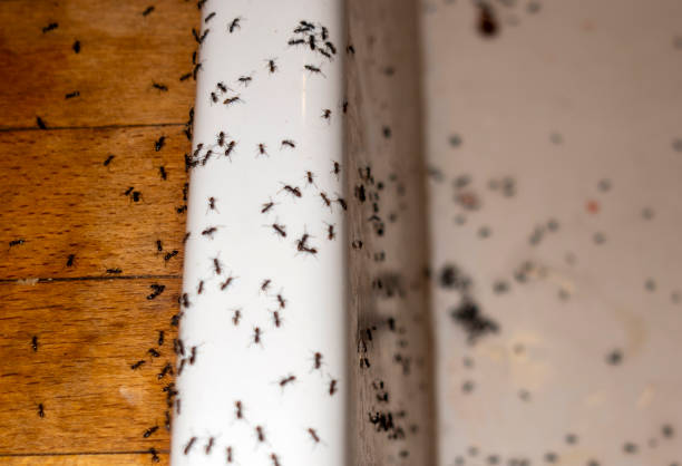 Best Spider Control Near Me  in Hawthorn Woods, IL